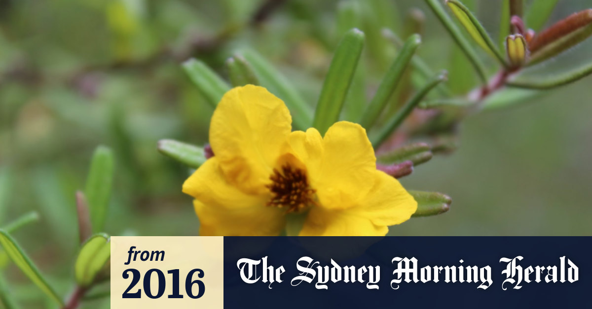 Scientists race to save 11 endangered plants in NSW
